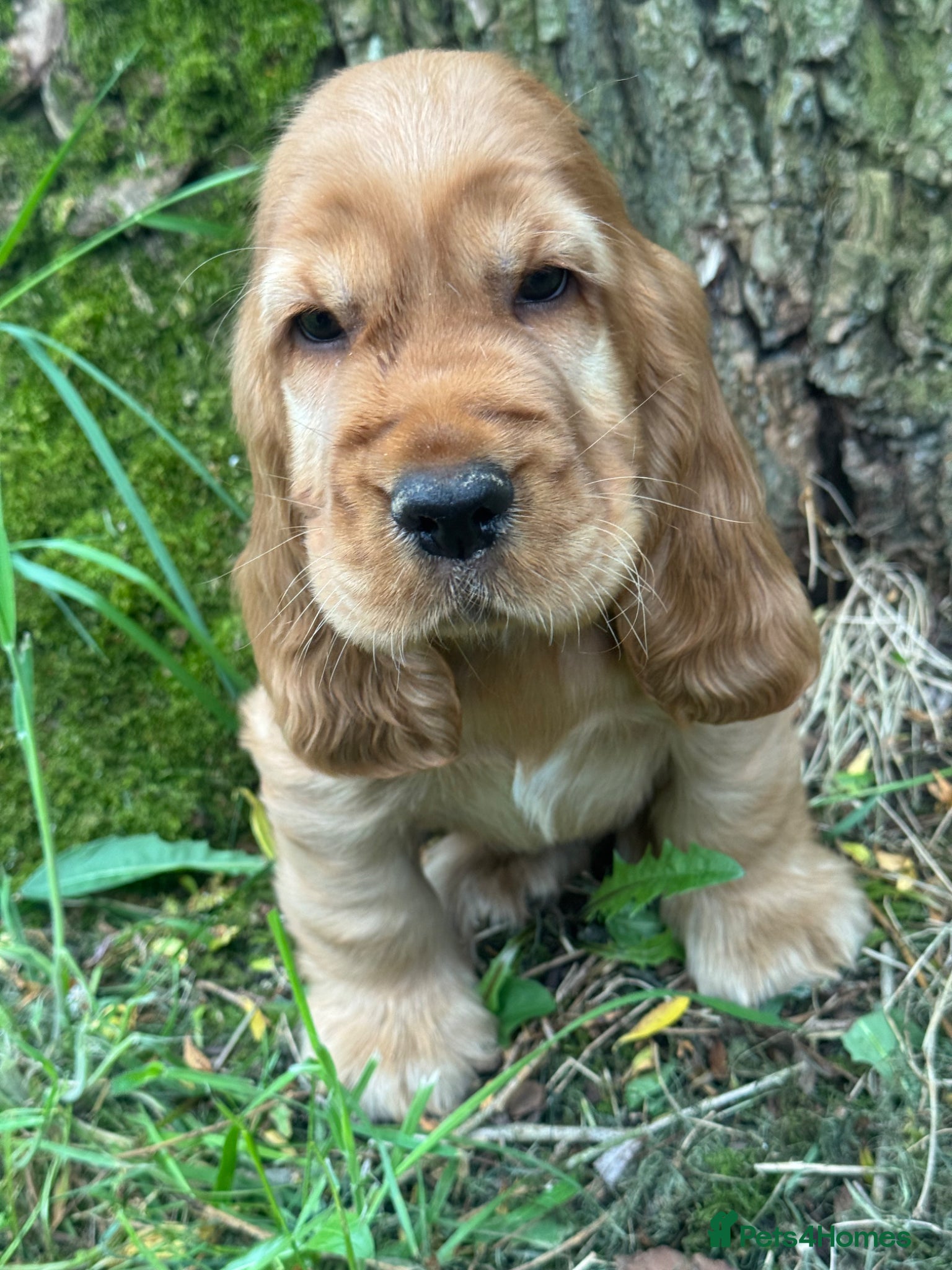 Cocker Spaniel dogs TRUE SHOWTYPE KC REGISTERED HEALTH TESTED - Advert 12