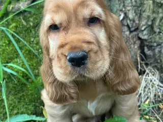 Cocker Spaniel dogs TRUE SHOWTYPE KC REGISTERED HEALTH TESTED - Advert 12