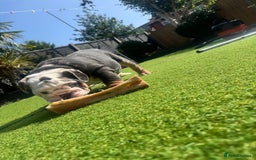 English Bulldog dogs for sale: REDUCED READY NOW last girl health tested Bulldogs - Image 7
