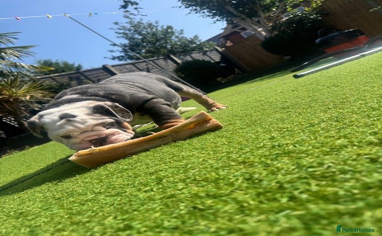 English Bulldog dogs - Advert 16