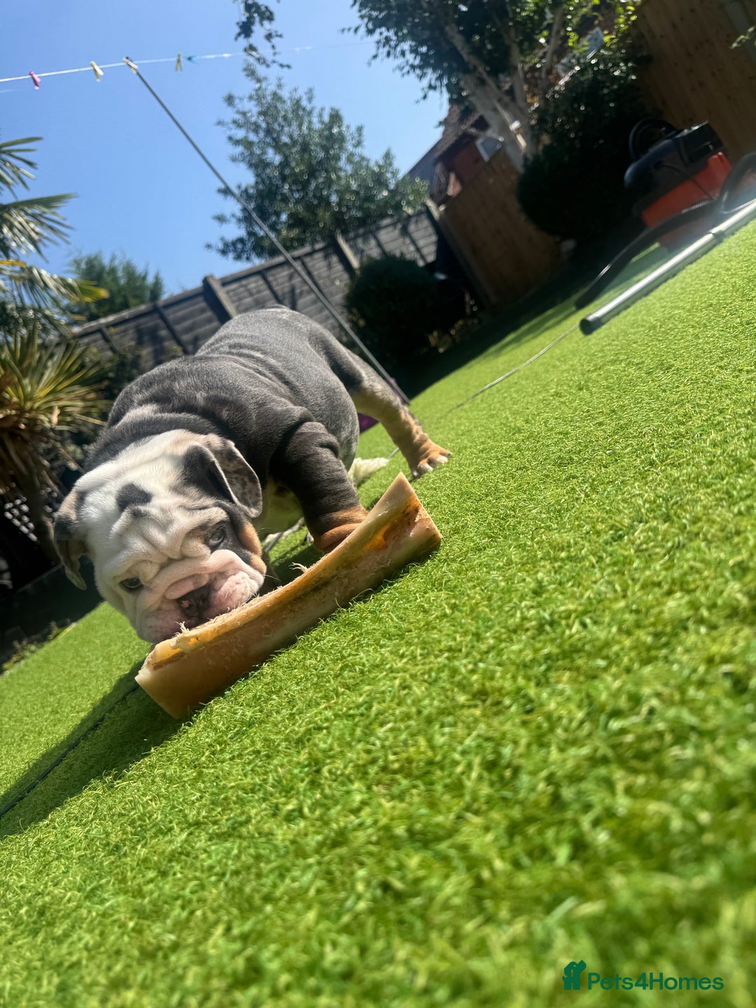 English Bulldog dogs for sale: REDUCED READY NOW last girl health tested Bulldogs - Image 7