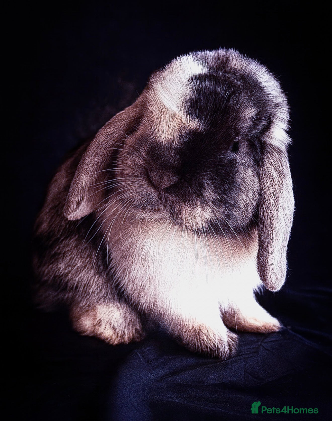 Mini Lop rabbits Patch Adams babies for reservation - Advert 4