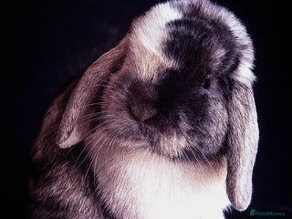 Mini Lop rabbits Patch Adams babies for reservation - Advert 2
