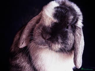 Mini Lop rabbits Patch Adams babies for reservation - Advert 8