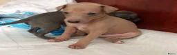 Italian Greyhound dogs for sale: now ready Greyhounds  - Advert 4