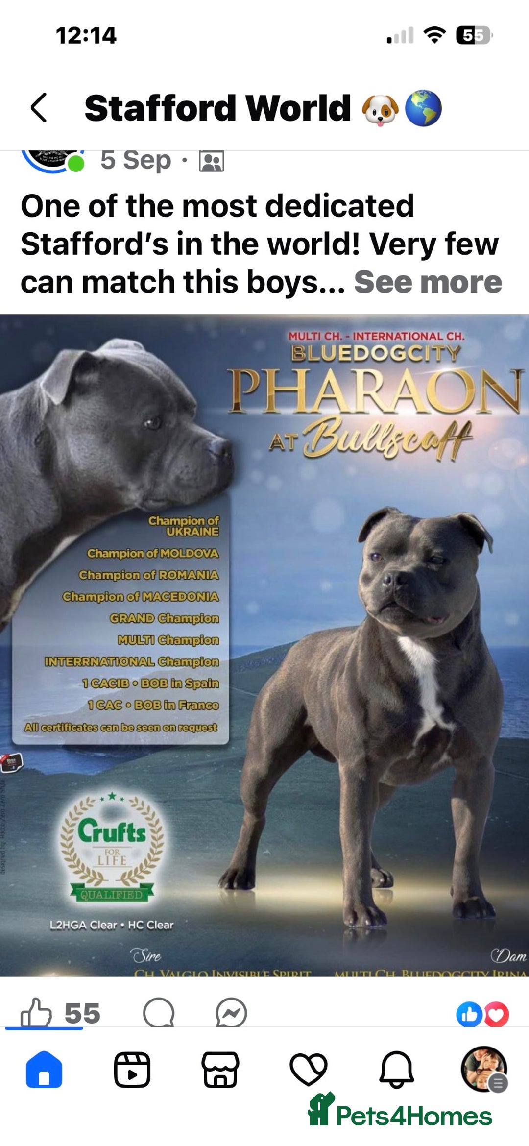 Staffordshire Bull Terrier dogs for sale: Pedigree Blue Staffordshire pups - Advert 6