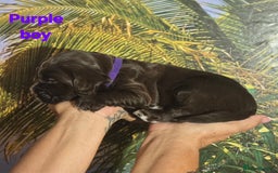 Sprocker dogs for sale: Beautiful Sproker pups for sale   - Image 8
