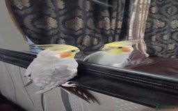 Cockatiels birds for sale: cockatiels  - Image 3