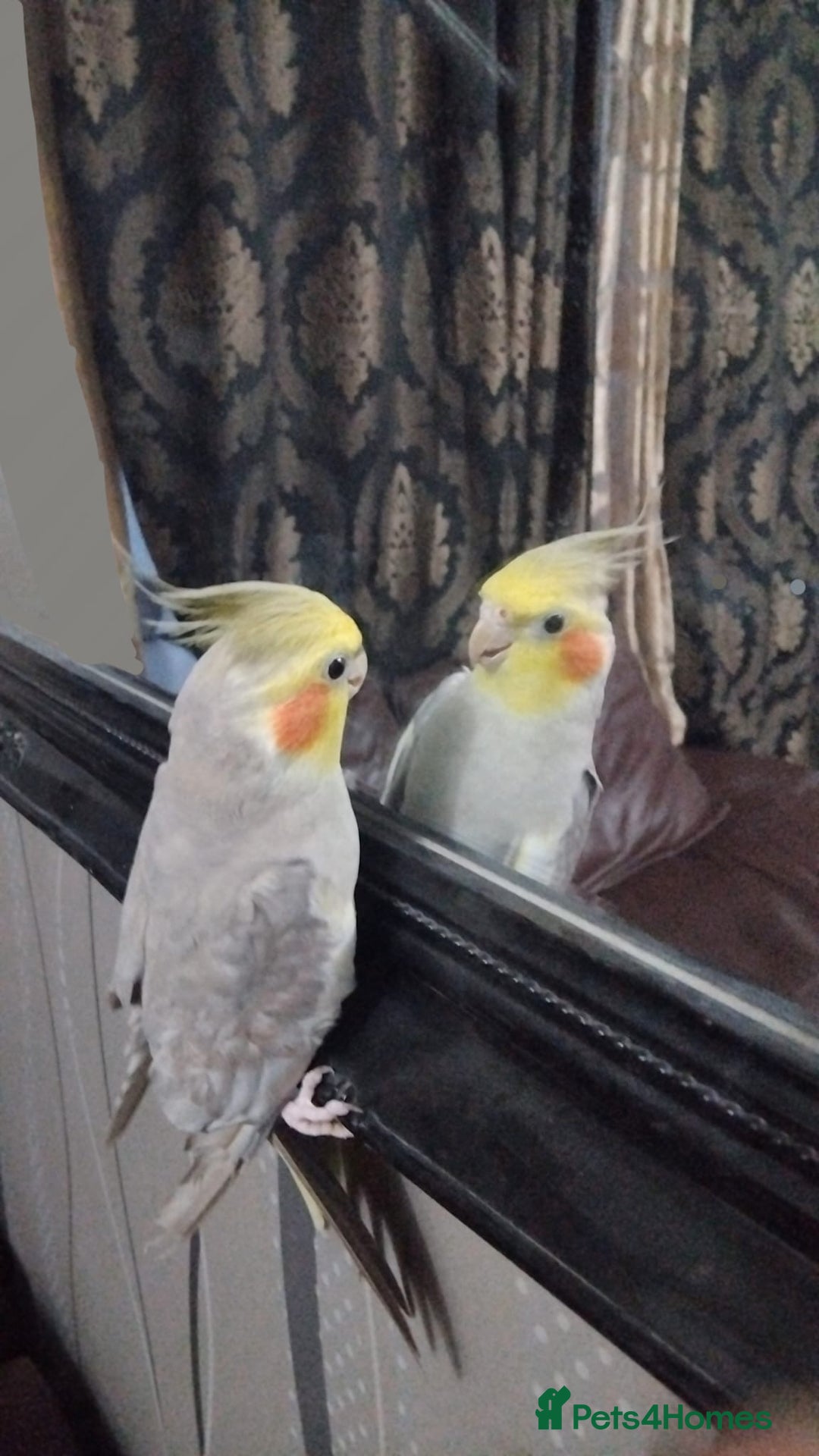 Cockatiels birds for sale: cockatiels  - Image 3