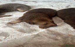 German Shepherd dogs for sale: Working KC GSD German shepherd puppies  - Image 7