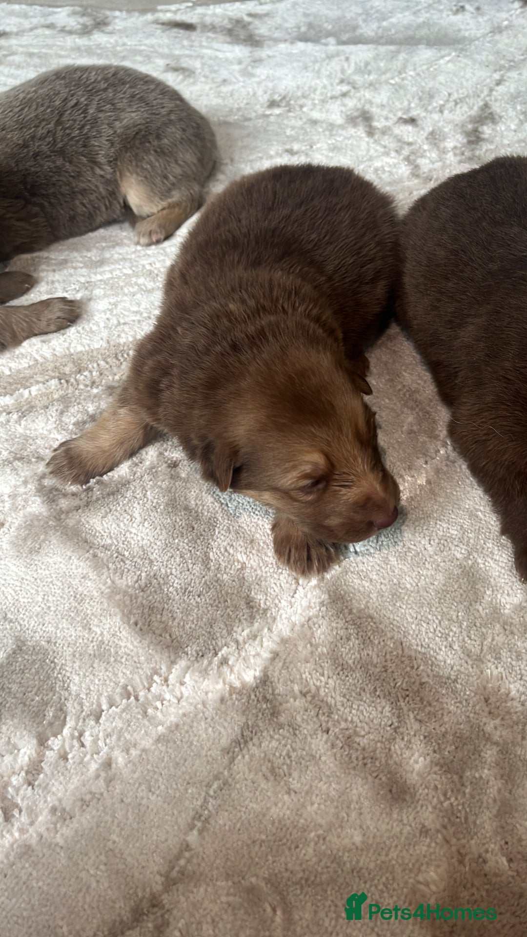 German Shepherd dogs for sale: Working KC GSD German shepherd puppies  - Image 7