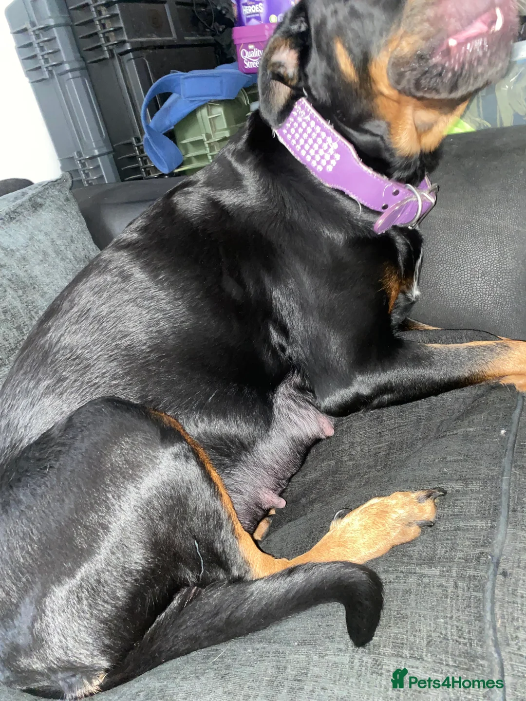 Rottweiler dogs for sale: Mix of different kinds of Rottweiler  - Advert 2