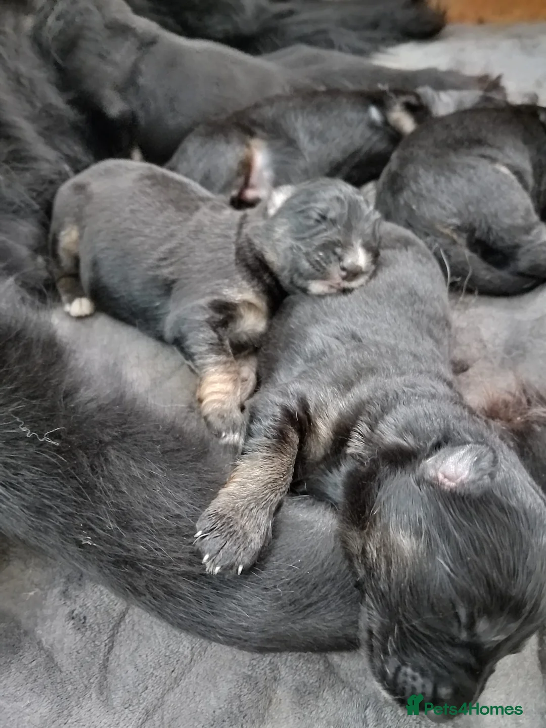 German Shepherd dogs for sale: Straight back Long coat German Shepherd pups - Advert 8