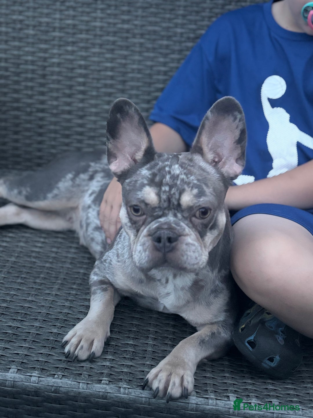 French Bulldog dogs for sale: 🌸Tri Merle Girl French Bulldog🩷 - Image 11
