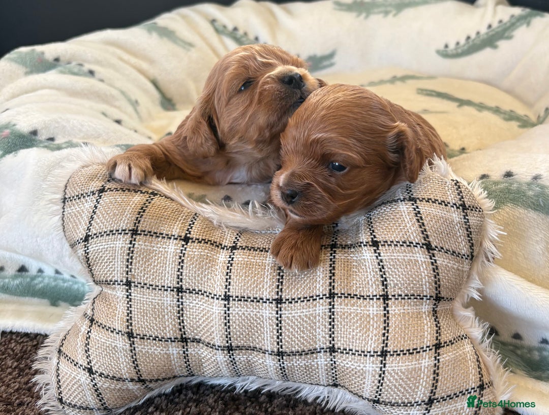 Cavapoo dogs for sale: F1 Toy Cavapoo Puppy’s! - Advert 8