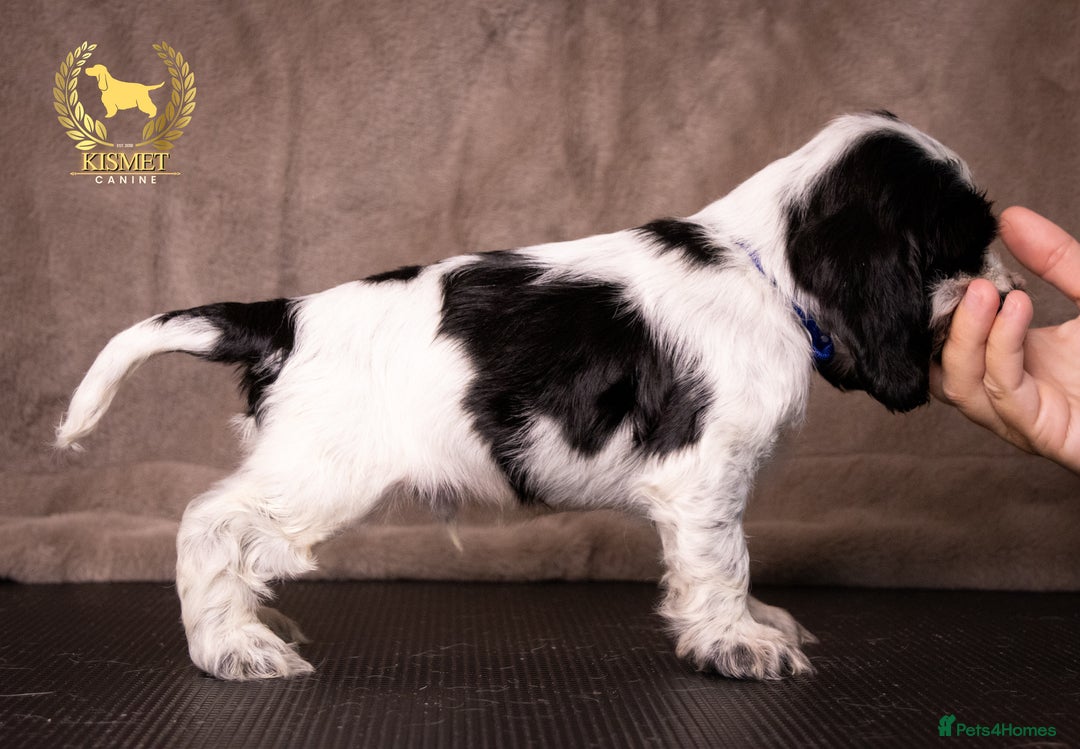 Cocker Spaniel dogs for sale: BEAUTIFUL SHOW TYPE BLUE ROANS - Image 7