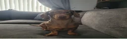 Dachshund dogs for stud: Miniature Dachshund for stud  in Newbiggin-by-the-Sea - Advert 7