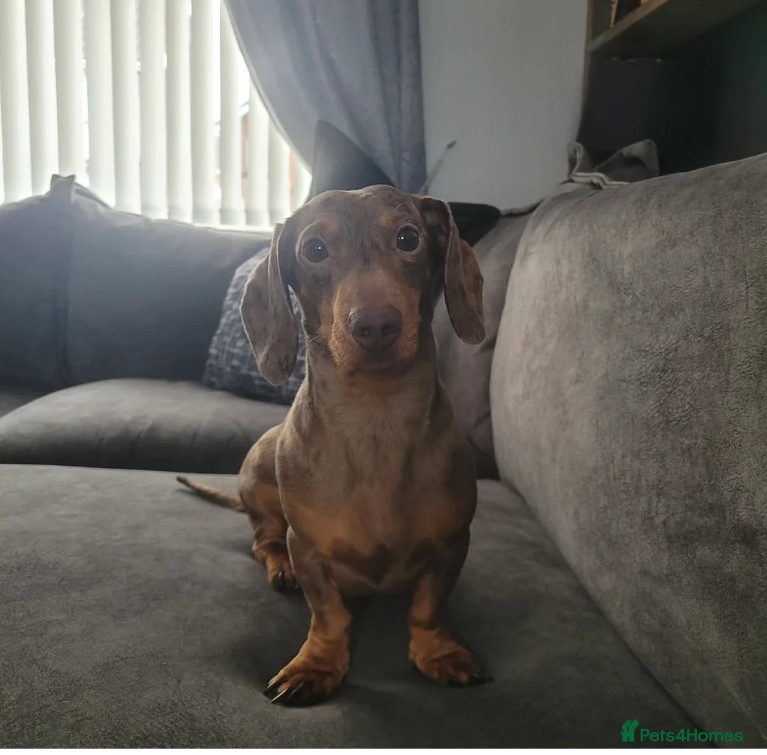 Dachshund dogs for stud: Miniature Dachshund for stud  in Newbiggin-by-the-Sea - Advert 7