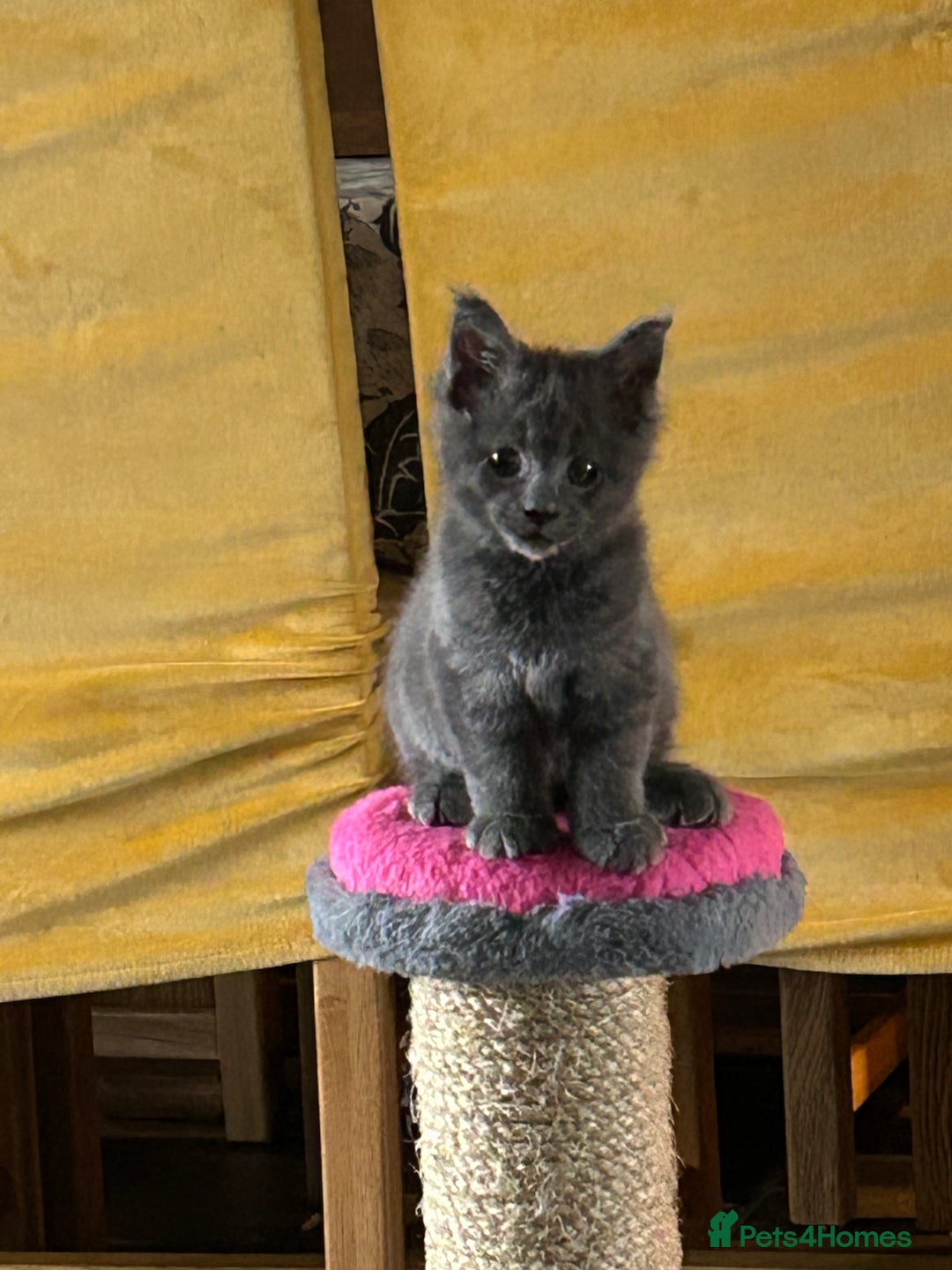 Maine Coon cats for sale: Beautiful GCCF reg Mainecoon kittens available  - Image 12