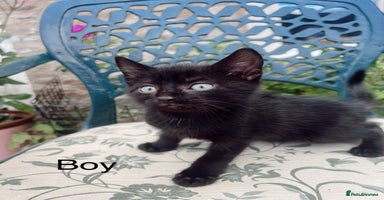 Mixed Breed cats - Advert 8