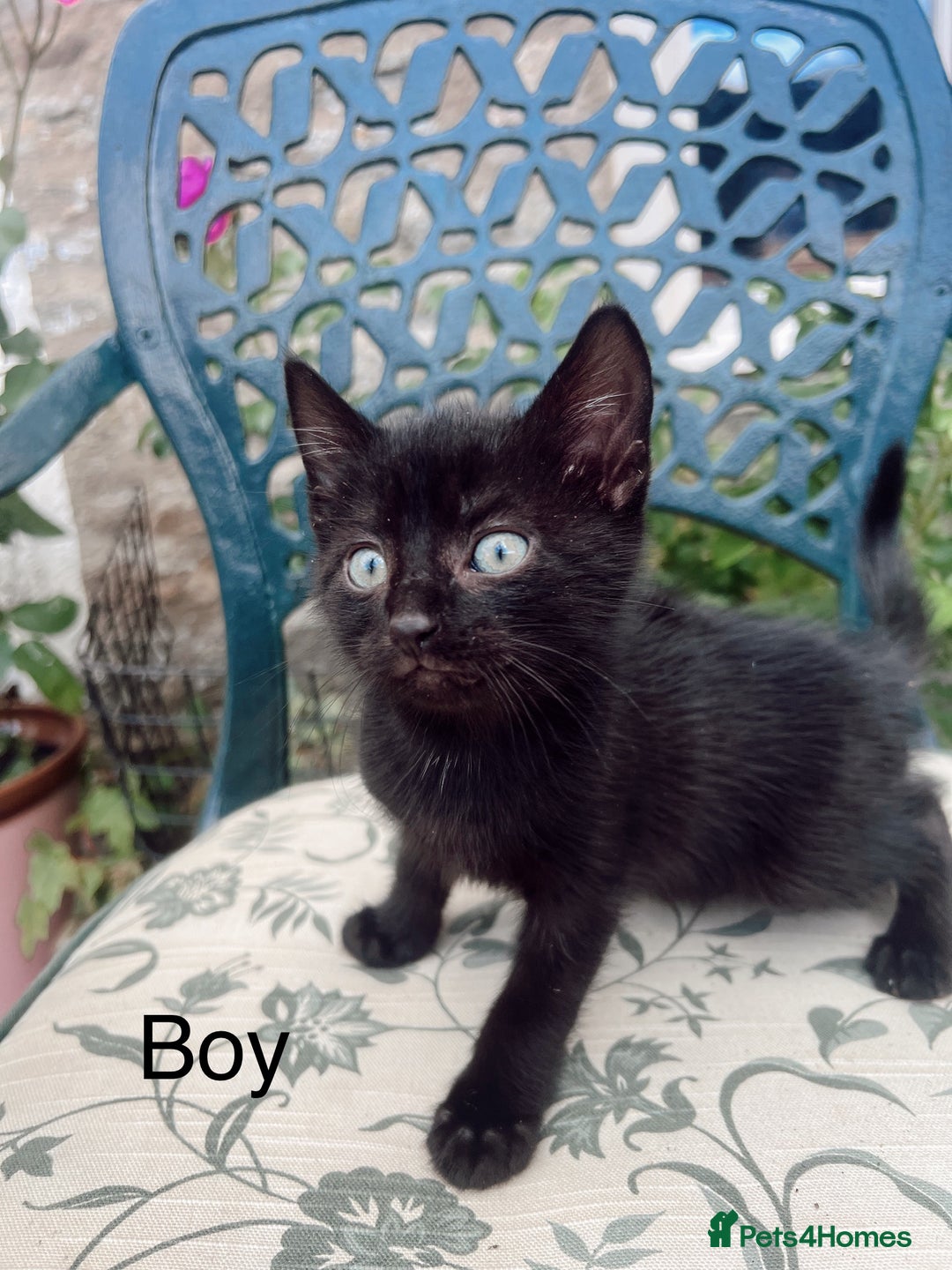Mixed Breed cats for sale: *READY NOW* 3 beautiful kittens  - Image 7