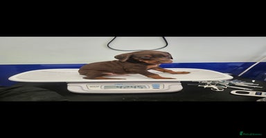 Dobermann dogs - Advert 4