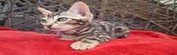 Bengal cats for sale: ❤️ Outstanding TICA Registered Bengal Kittens ❤️ - Advert 21