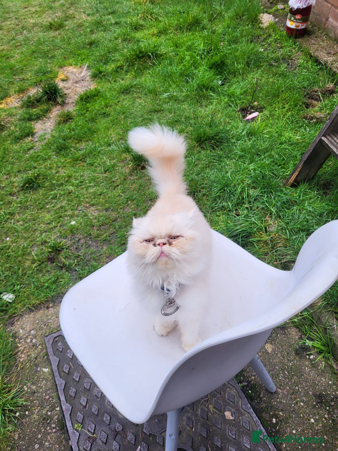 Persian cats for sale: Persian cat - Advert 1