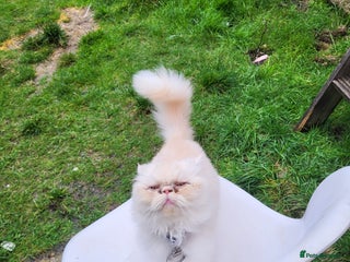 Persian cats Persian cat - Advert 1