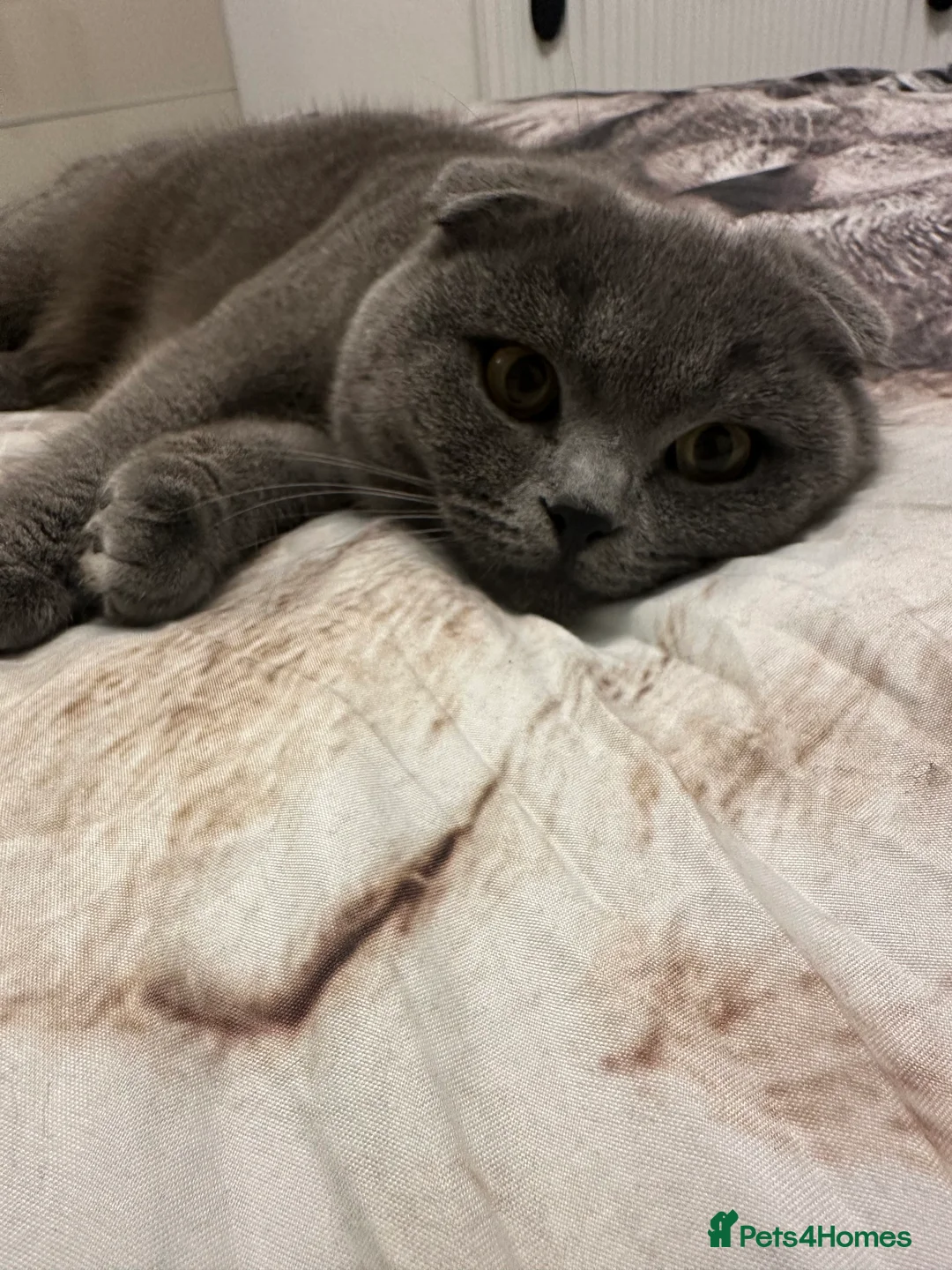 British Shorthair cats for stud: British shorthair  in Nottingham - Advert 11