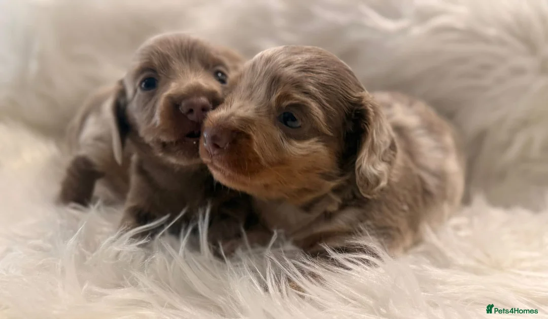 Miniature Dachshund dogs for sale: Miniature dachshunds for sale  - Advert 3