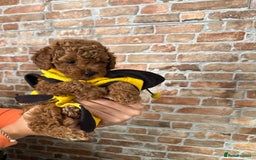 Toy Poodle dogs for sale: 🩵 Red Toy poodle 💫✨ - Image 4