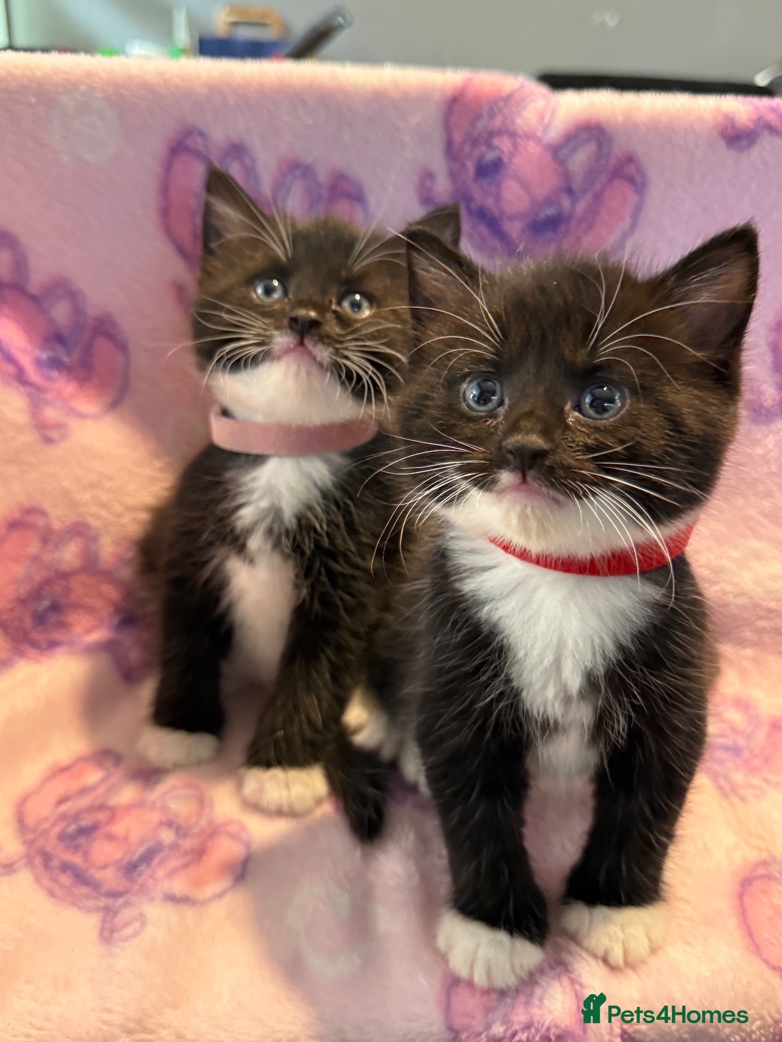 Mixed Breed cats Stunning Kittens for Sale  - Advert 1