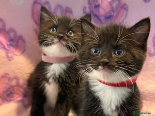 Mixed Breed cats Stunning Kittens for Sale - Advert 1