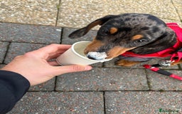 Miniature Dachshund dogs for stud: Miniature dapple boy dachshund  - Image 7