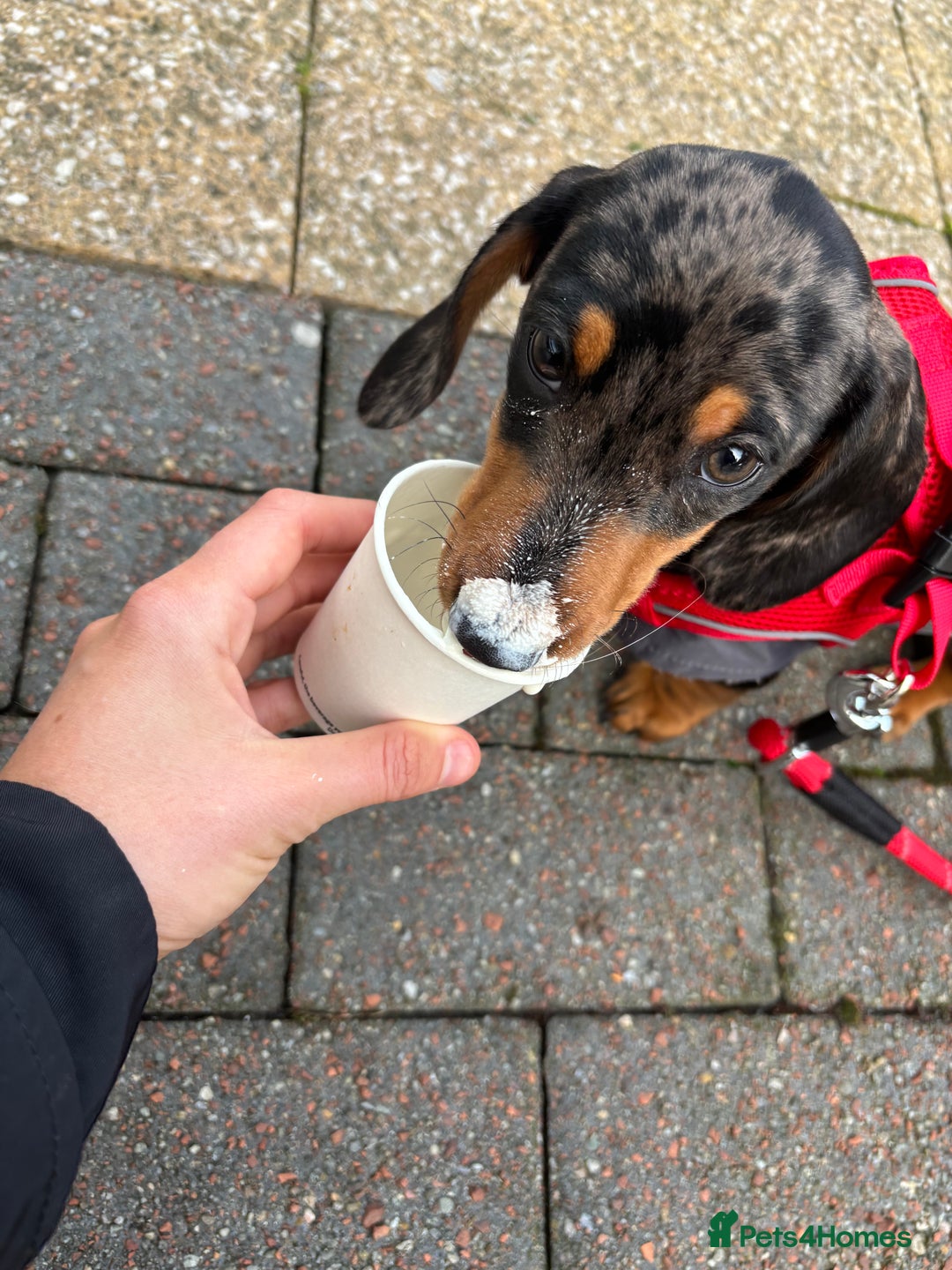 Miniature Dachshund dogs for stud: Miniature dapple boy dachshund  - Image 7