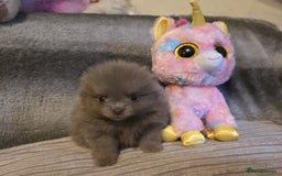 Pomeranian dogs for sale: Rare miniature Teddy face pomeranian puppies  - Image 12