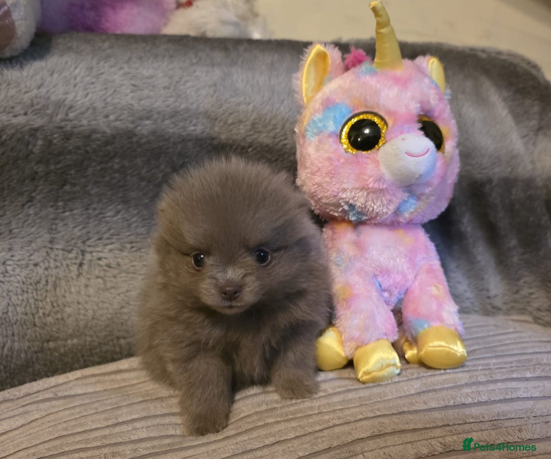 Pomeranian dogs for sale: Rare miniature Teddy face pomeranian puppies  - Image 12