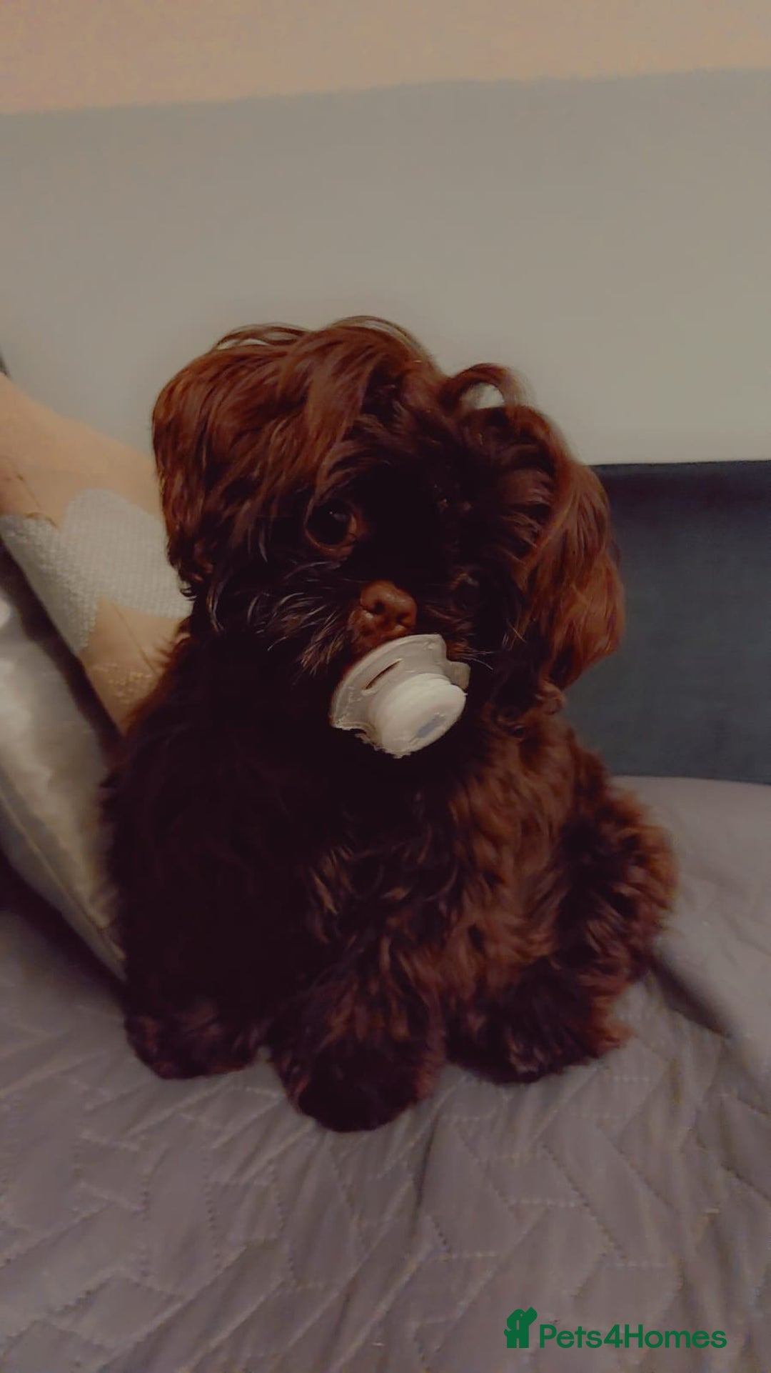 Shih Tzu dogs for sale: IMPERIAL SHIH TZU  - Image 4