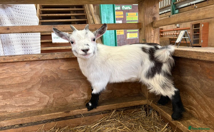 Goats livestock - Advert 7