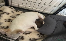 Mixed Breed dogs for sale: 🐾🤎 Adorable Dachshund Cross Puppies  - Image 21