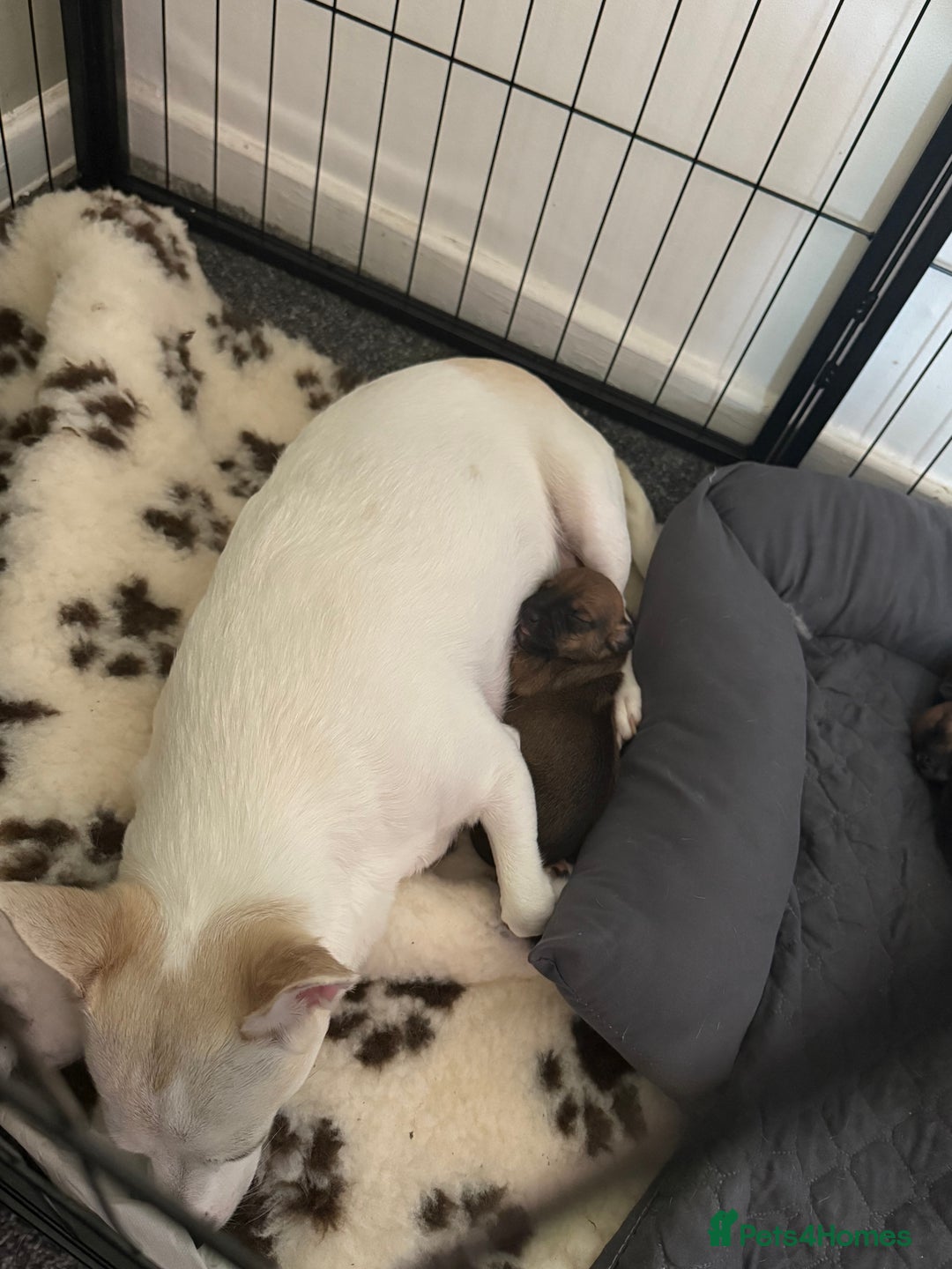 Mixed Breed dogs for sale: 🐾🤎 Adorable Dachshund Cross Puppies  - Image 21
