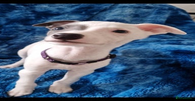 Whippet dogs - Advert 15