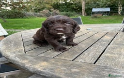 Cocker Spaniel dogs for sale: Stunning Working Cocker Spaniel pups  - Image 4