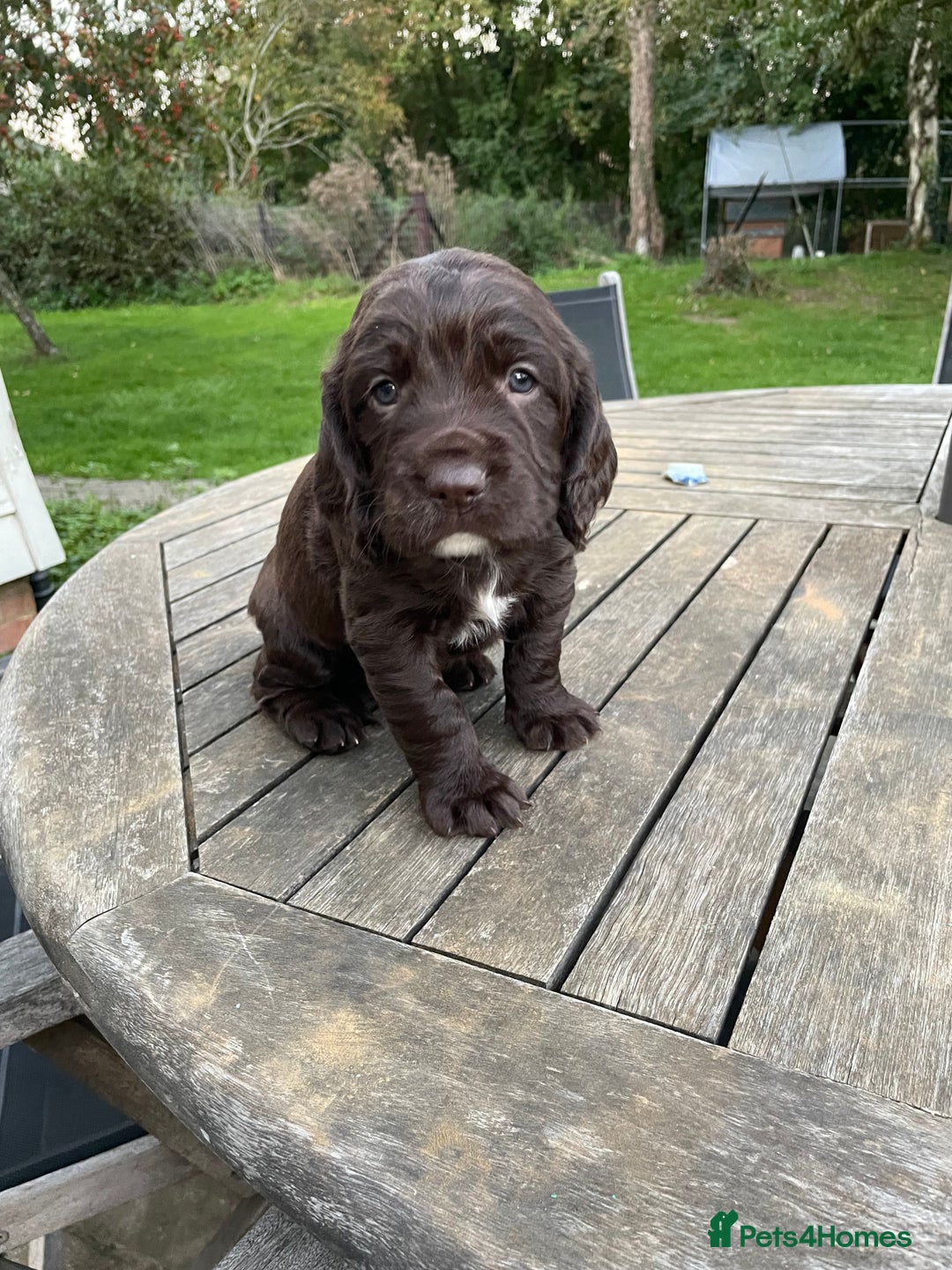 Cocker Spaniel dogs for sale: Stunning Working Cocker Spaniel pups  - Image 4