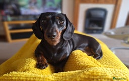 Miniature Dachshund dogs for stud: Female Minature Daschaund looking for stud - Image 1