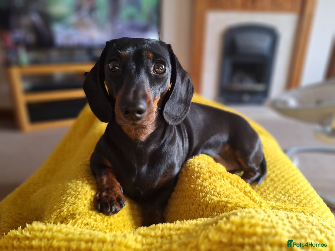 Miniature Dachshund dogs for stud: Female Minature Daschaund looking for stud - Image 1