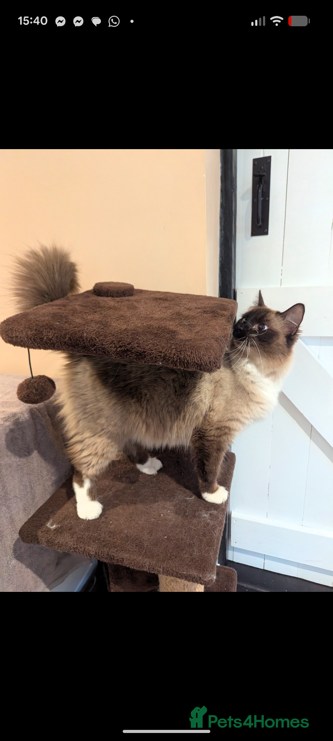 Ragdoll cats for sale: Beautiful ragdoll girl for re-home  - Advert 2