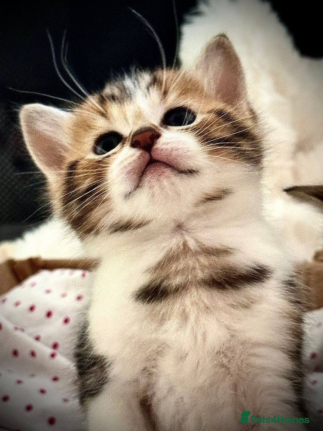 Ragdoll cats for sale: 🌟 Ragdoll x Bengal – Exquisite Baby Kittens 🌟 - Image 14