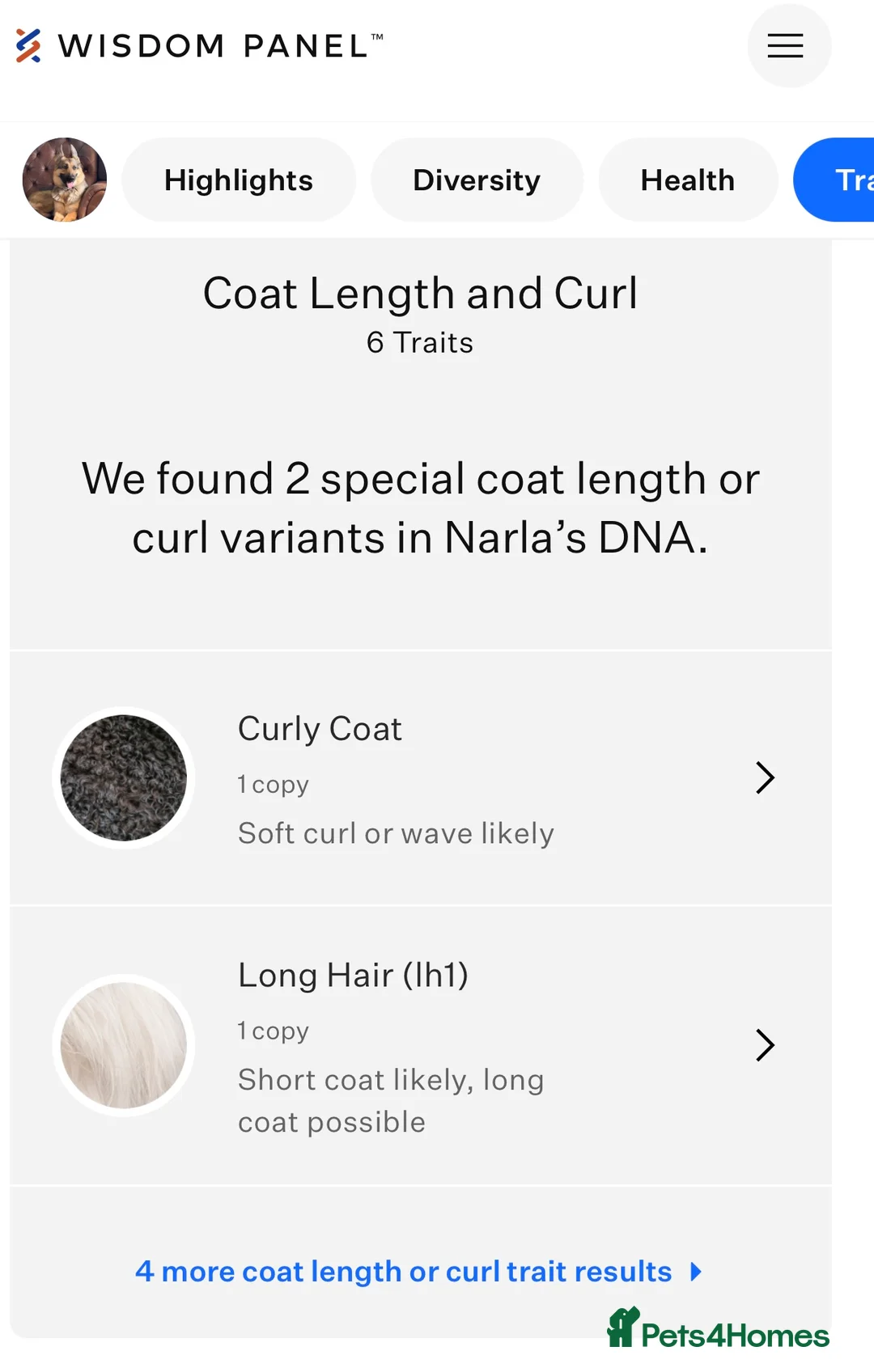 German Shepherd dogs for sale: German shepherd KC straight back bitch  - Advert 7